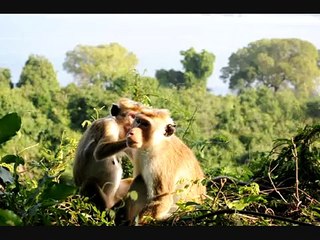 Macacos catando piolhos