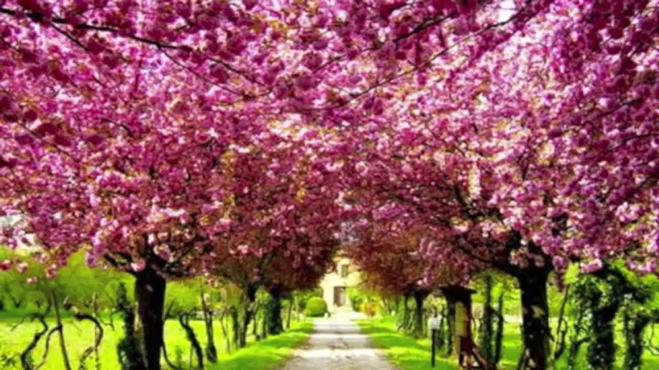 "Bahara" Salar Aghili - تصنیف "بهارا" با صدای سالار عقیلی