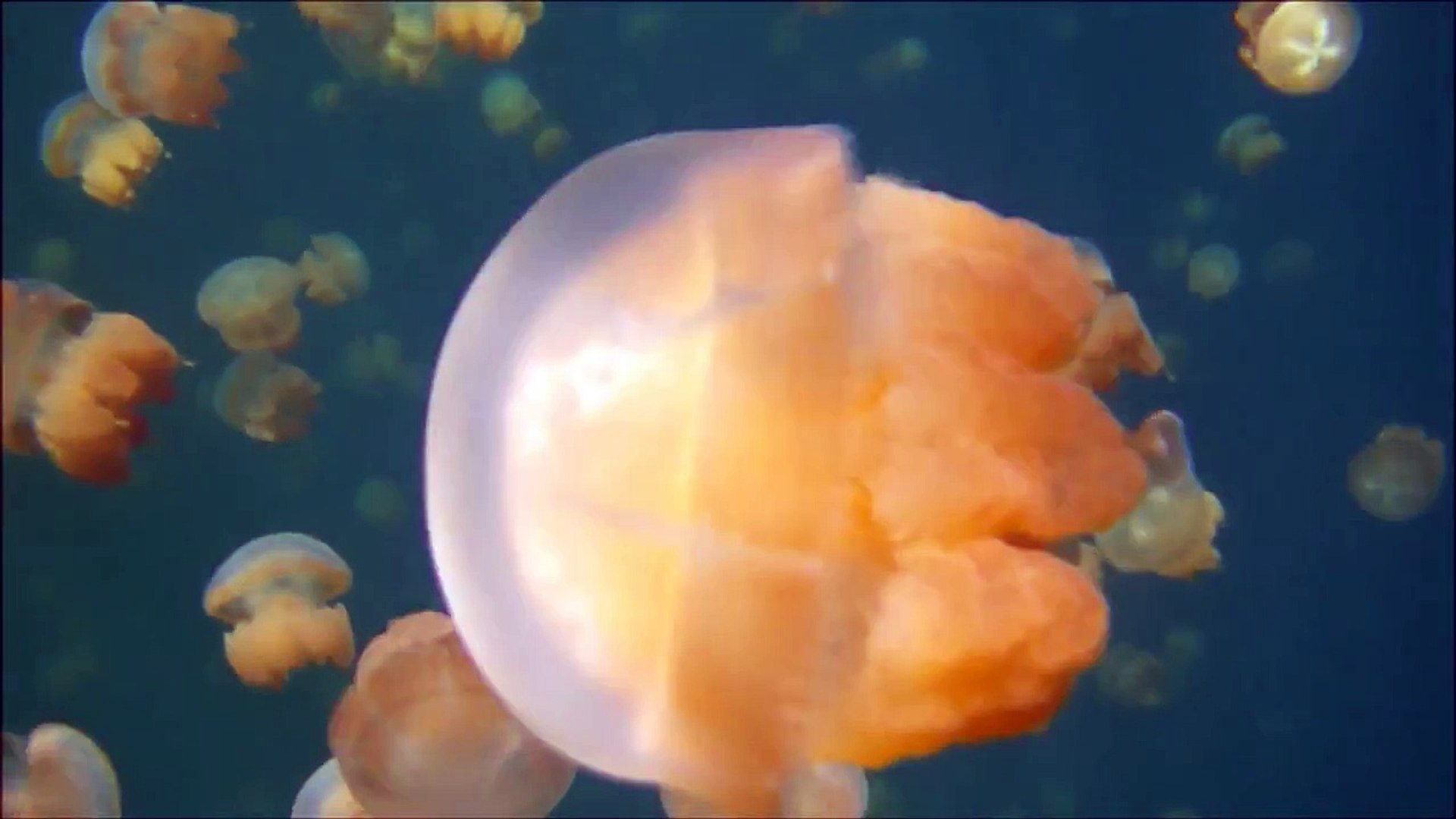 Stingless Golden Jellyfish, Jellyfish Lake Palau 2013