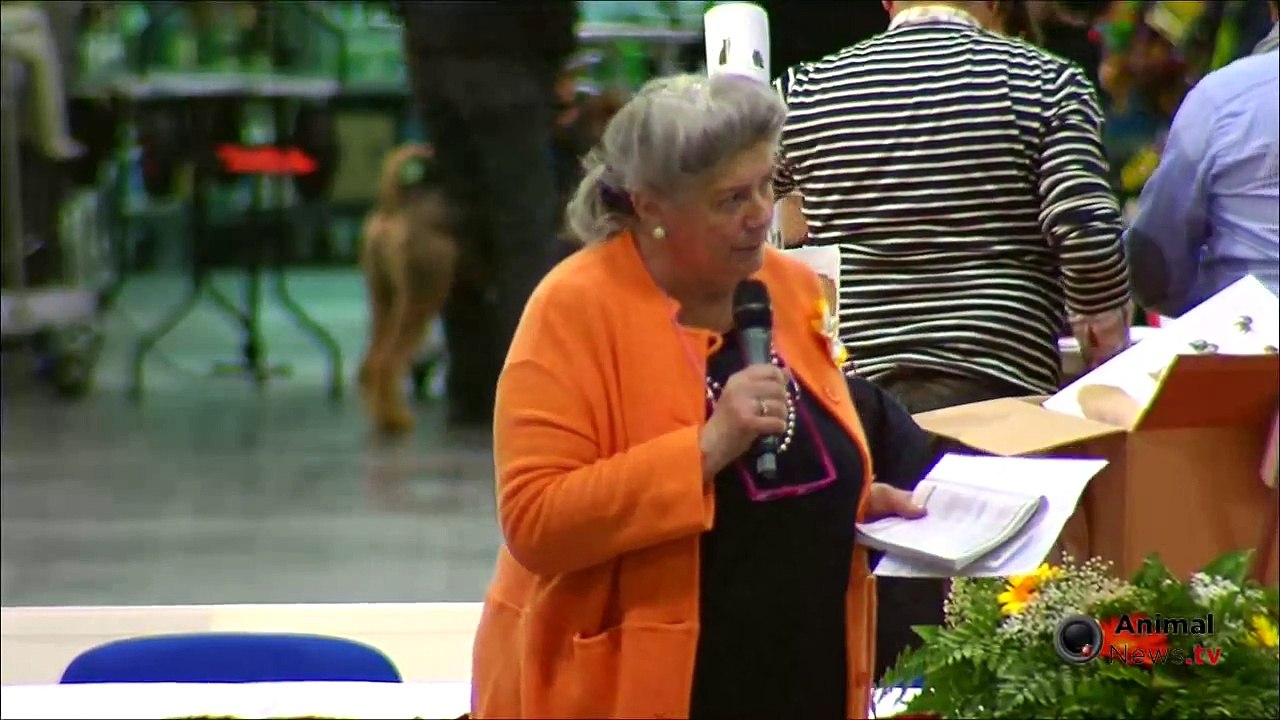 Expo Padova 2014 Sabato Junior Handling 1