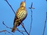 Jolies trilles de la Grive musicienne (turdus philomelos)