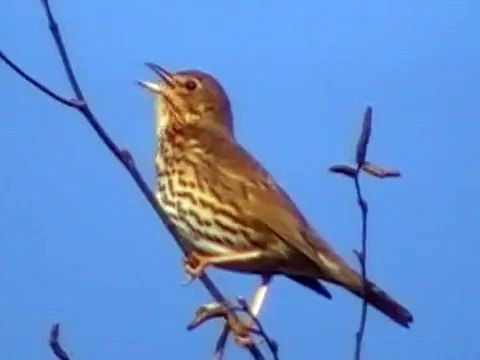 Chant de la grive musicienne