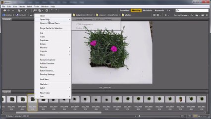 Nature-Inspired Text Effects in Adobe Photoshop: Introduction