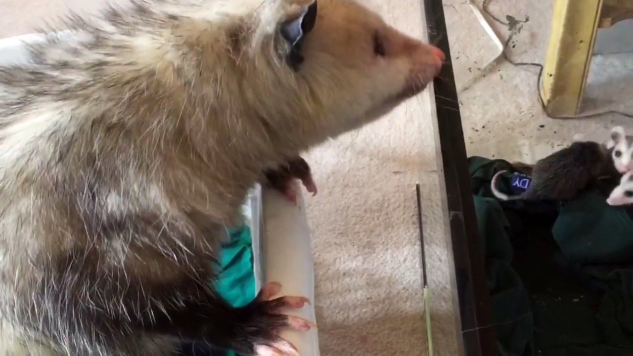 Mother opossum calling to orphaned babies video Dailymotion