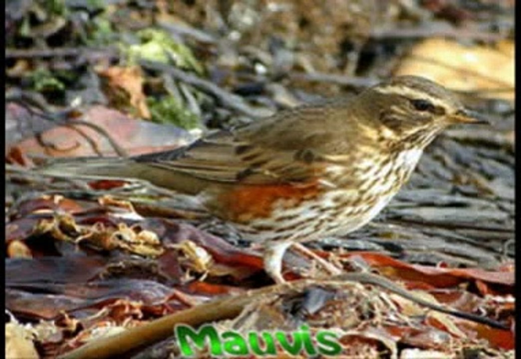 Grive, chasse à la grive, chant des grives, accessoires... sur Grives.net