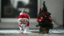 Hannah Discovers Santa / クリスマスと猫とサンタ