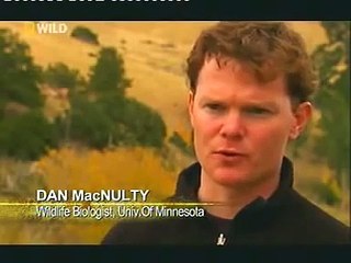 KURTLARIN VAHŞİ GÜCÜ (BELGESEL)