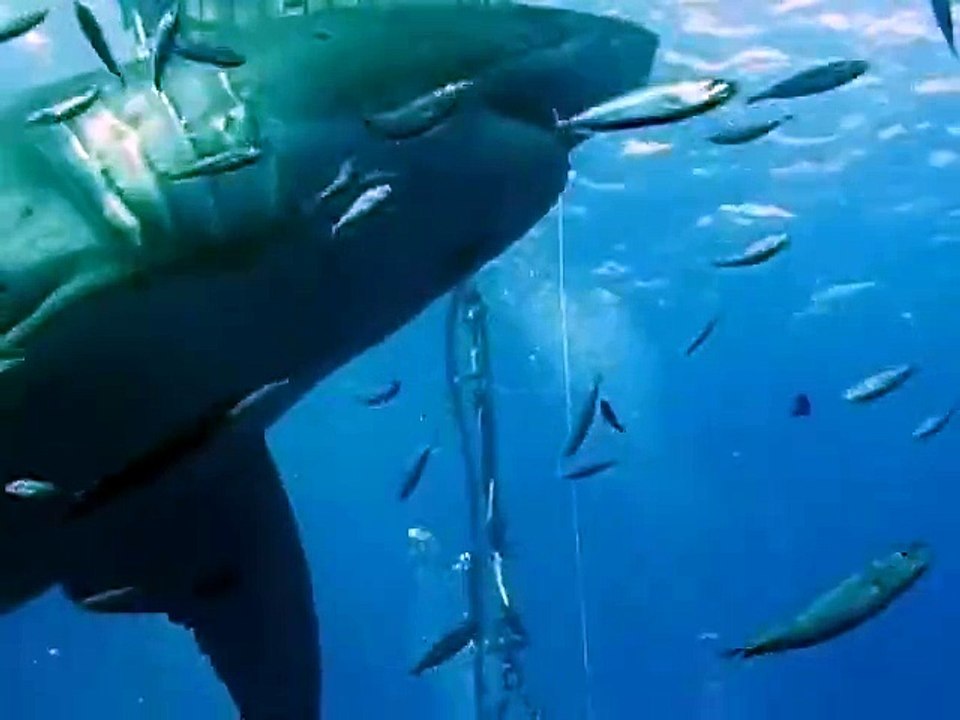 Un plongeur touche l'un des plus grands requins blancs