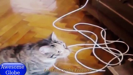 Funny Cat Videos 2015 | Angry Vs Funny Vs Cute Vs Weird Cats