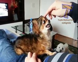 Dog Funny Video - Dogs That Are Cute - Dog Funny Video for Children
