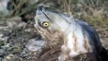 Eagle vs & attacks Cobra, Animal Fight Videos Compilation 2015