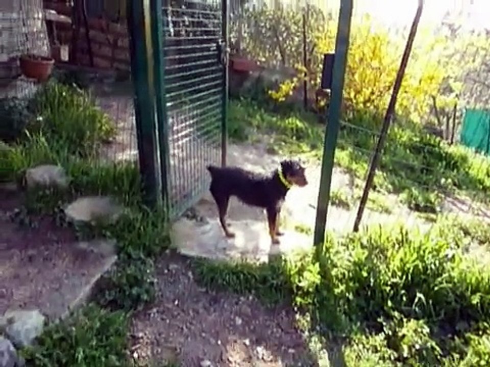 Bataille , JagdTerrier des Cévennes ...