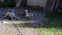 Mein Collie Jojo zu Besuch bei seiner Freundin Maya