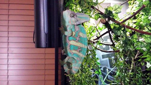 Guy wakes up his pet chameleon who Attacks Him!