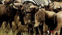 Zebras and Wildebeest Migration (Masai Mara, Kenya, Africa)