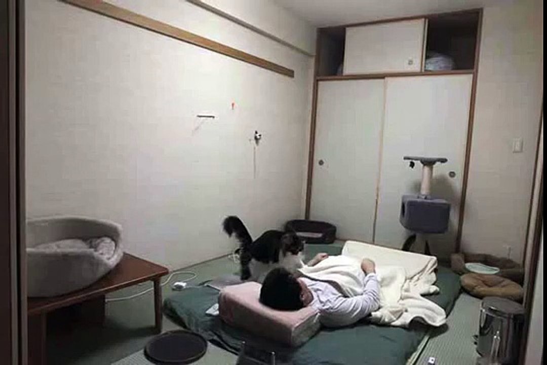 続・人が寝ているときに猫は何をしているのか