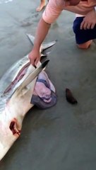 Il découpe un requin mort et sort un bébé vivant !