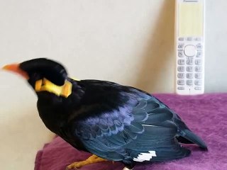 Bird speaking Japanese !! (or a real life pokemon, impossible to tell)