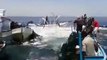 Fish in Palestine sea jumping into fishermen boats during ceasefire (VIDEO)