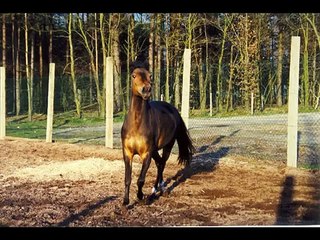 Mijn eerste pony Ramona