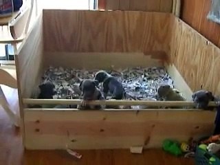 Pitbullp puppies 5 weeks