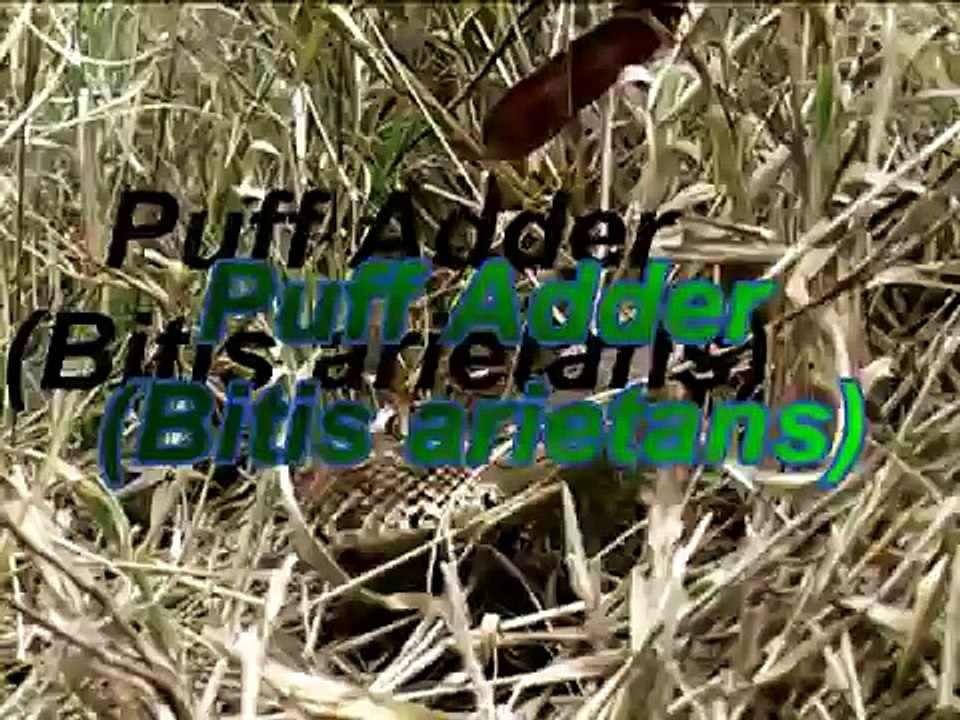fat female Puff Adder