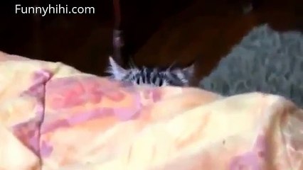 Funny cat videos   Best funny cat   Cats talking HD   Funnyhihi com