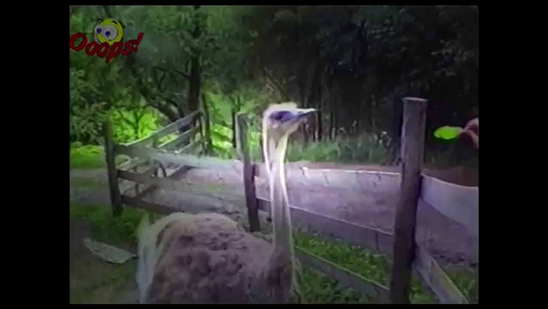 Funny Animals - Funny Animals Caught on Tape