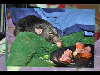 The Big Sillies - Pet Rat Slide Show W/Music