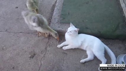 kedi çok sabırlı