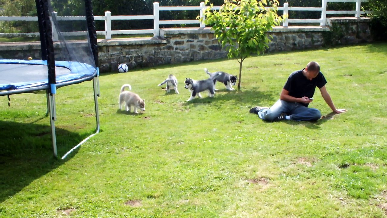 Puppies 7 weeks "Narniah X Indiana"