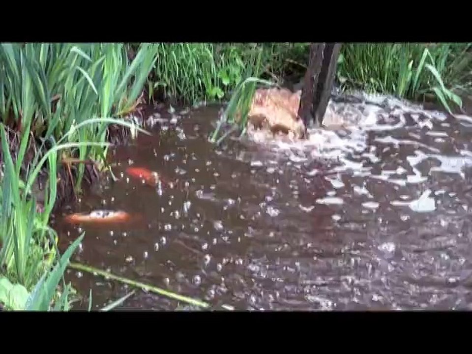 Pollution! Poissons meurent dans un étang suite à l'épandage.  Carpes Koi dans un étang pollué.