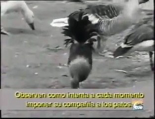 Konrad Lorenz : El Padre de la Etologia y de los Patitos
