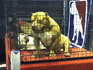 The Best Of Pitbulls