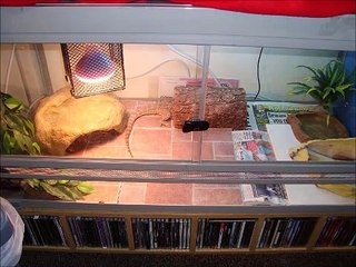 Why does my bearded dragon make coughing/choking noises?