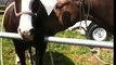 Group bathing of horses, sacking out and tying - Rick Gore Horsemanship - thinklikeahorse.org