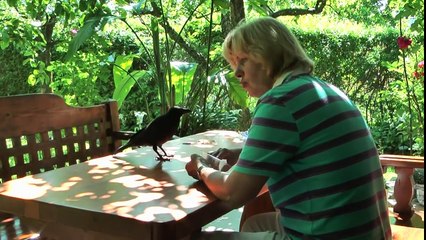 Herbert and Friends Teil 2 - Krähen und ihr Verhalten