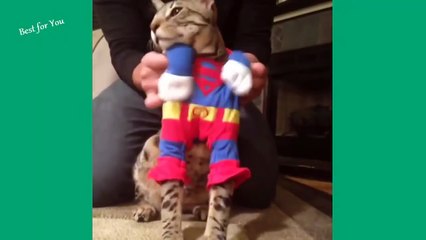 funny cats Vines Compilation 2014 720p