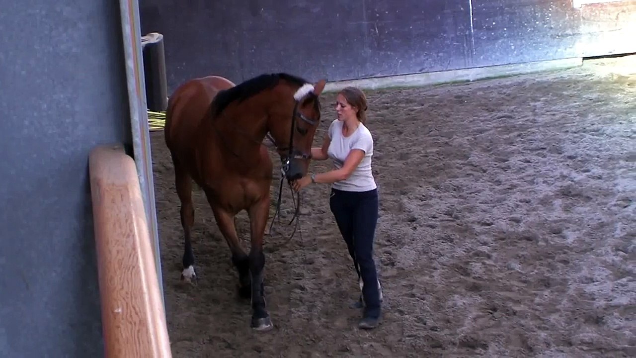 bongo half steps les