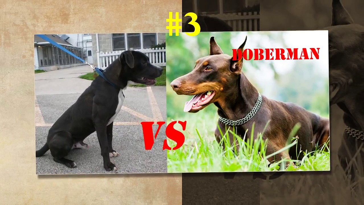 Pitbull Fighting Dogs