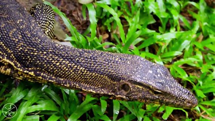 WILDLIFE BEAUTY IN 4K RESOLUTION(ULTRA HD )