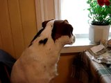 Jack Russell terrier - Figaro JR - A wonder dog