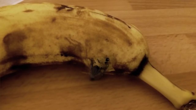 Vous n'allez plus jamais manger de banane après avoir vu ça