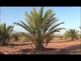 Film sur le Palmier-Dattier