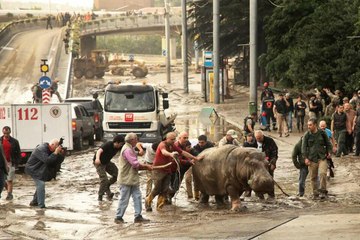 Géorgie : Les animaux d'un zoo se sont échappés après des inondations