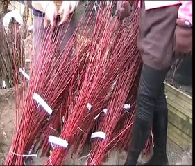 Cornus alba "Sibirica"  Dogwood