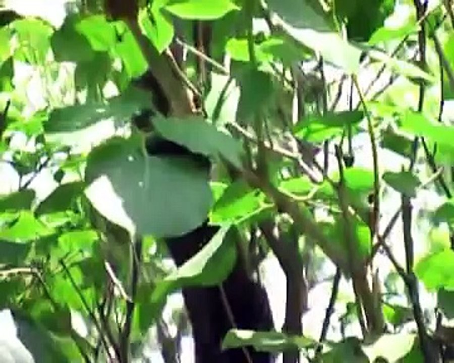 Sable Flora