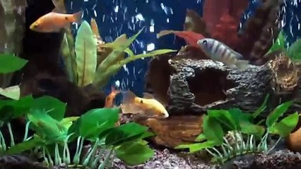 ROSY BARB  & TIGER BARB IN NANO FRESH WATER AQUARIUM
