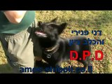 אילוף כלבים - רגלי תחרותי - המרכז הכלבני עמוס שיבולי