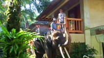 Elepant Safari Park & Lodge Taro Bali | Elephant Safari Ride Tour